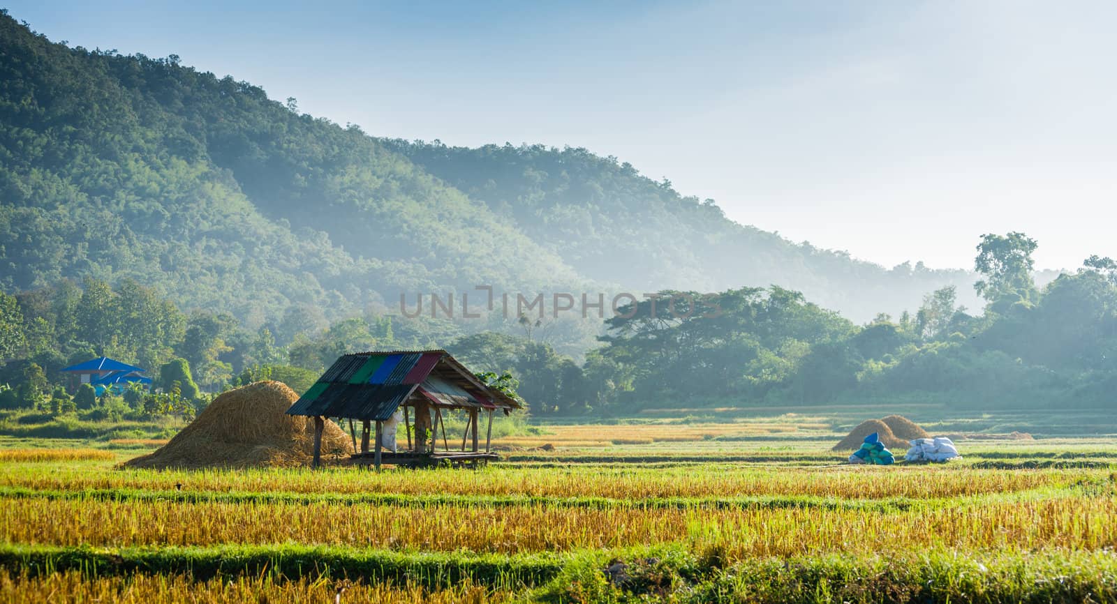 hut in rice field in morning time in thailand