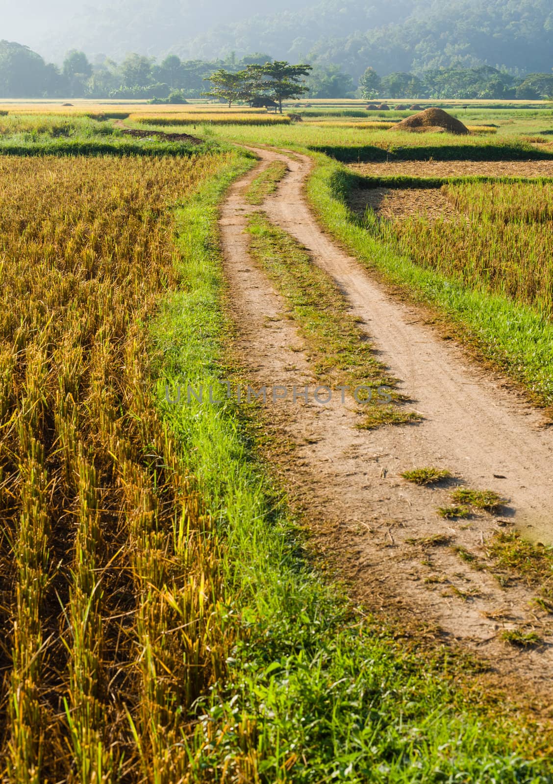 Dirt track road to rice field in thailand