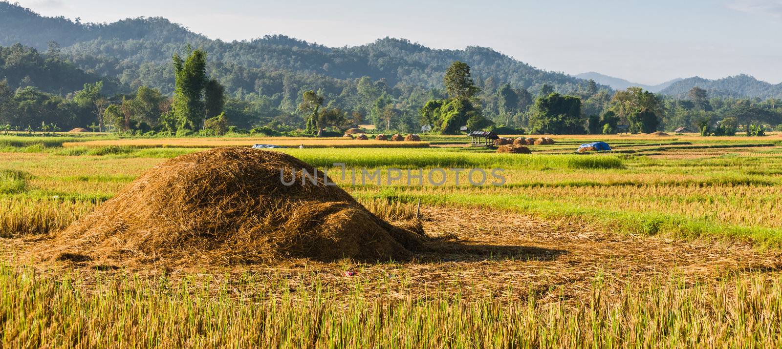 Pile of straw in rice field in thailand