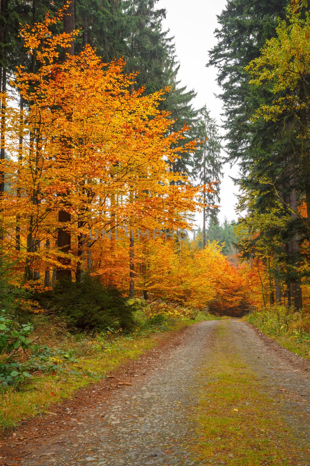 colored trees and autumn road in forrest