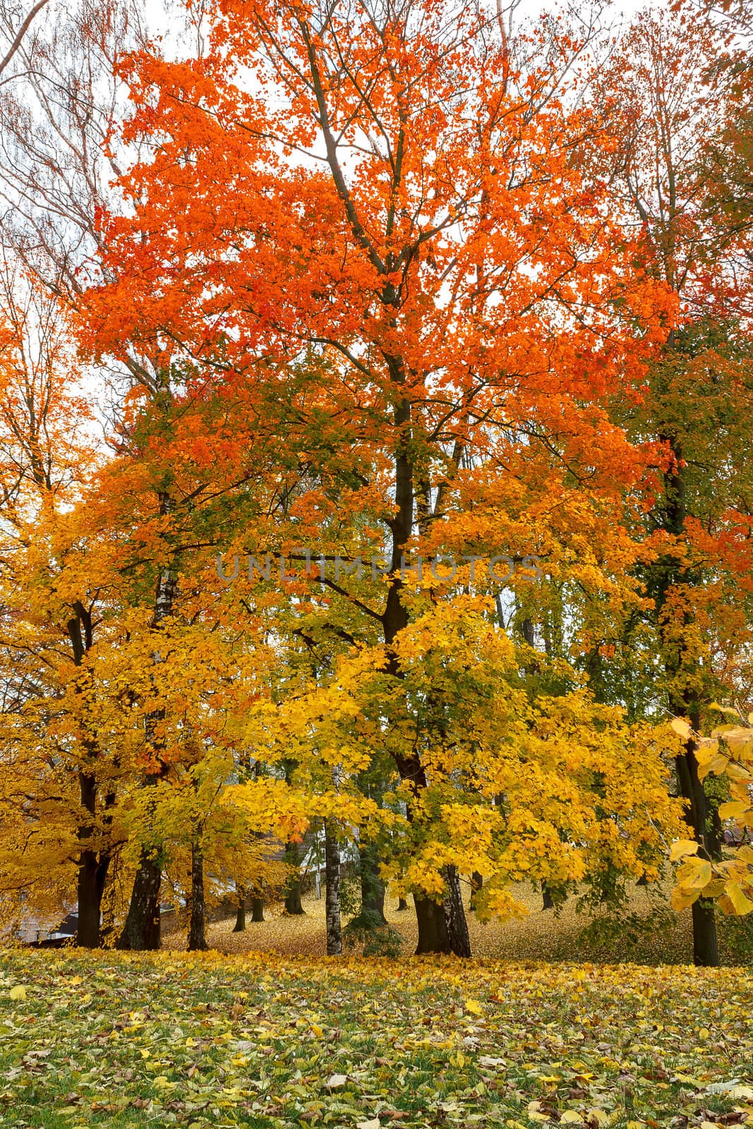 Maple tree in park in autumn with yellow and orange leaves