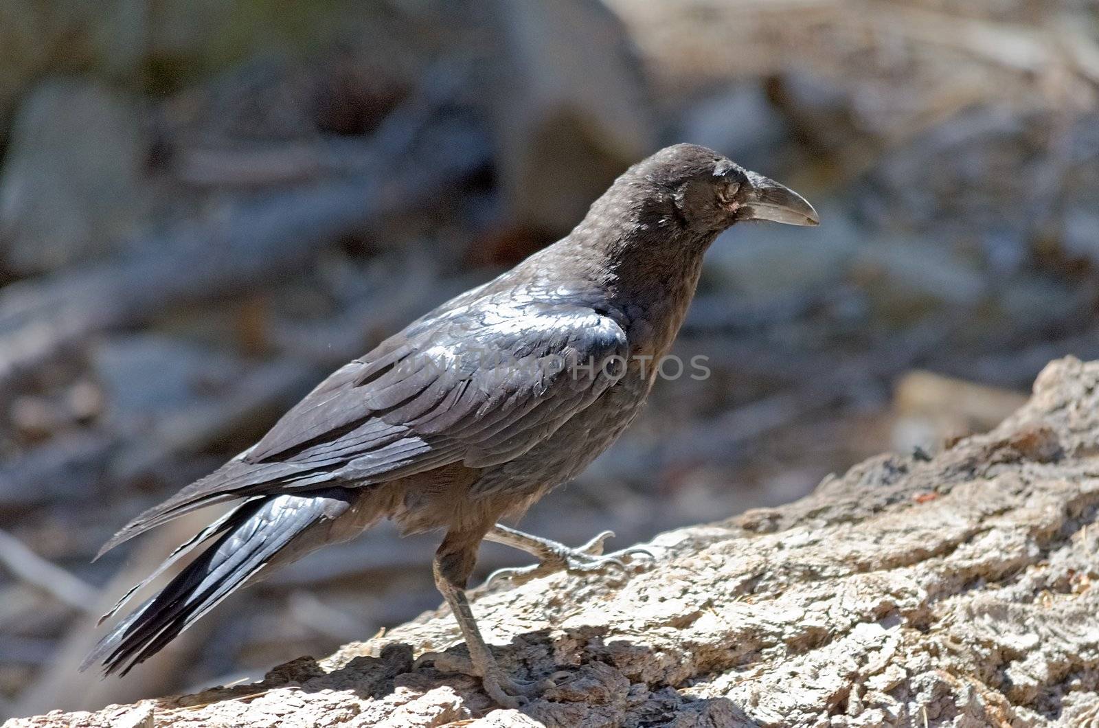 Black Crow, Yosemite National Park, California