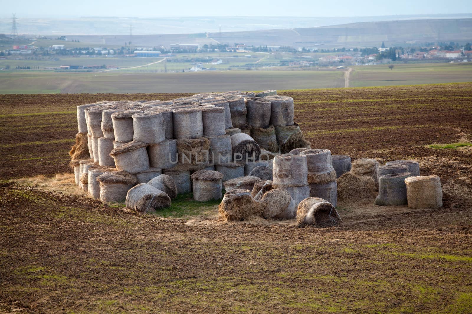 Rolls of hay in the autumn field