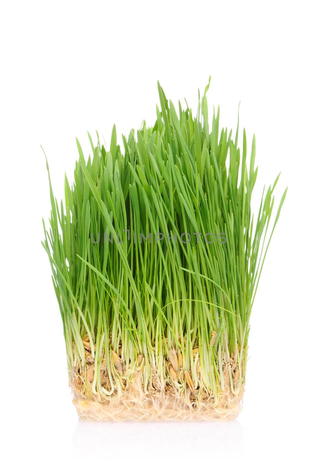 Green grass in soil isolated on white background