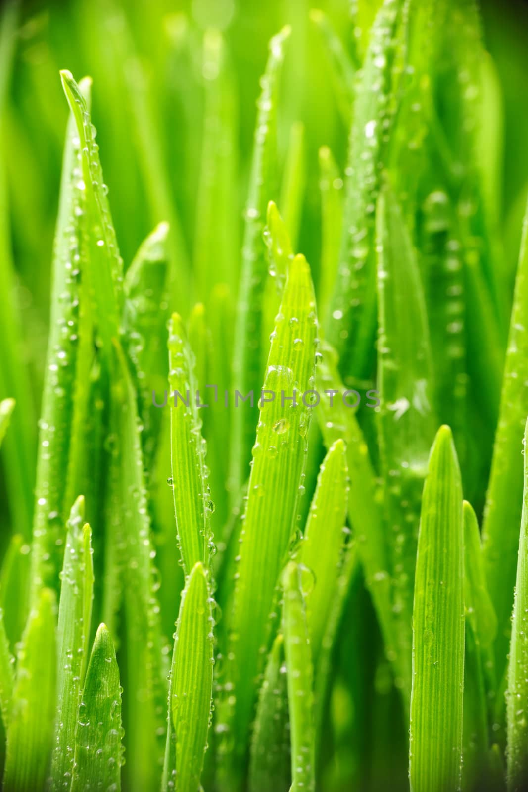 Water drops on blades of grass