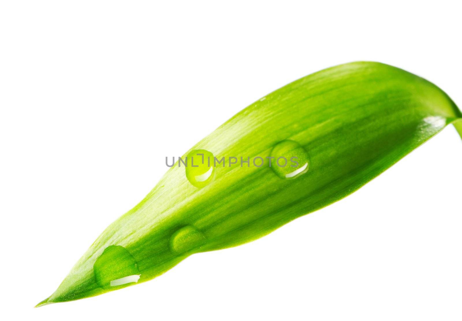 Beautiful water drop on a leaf 