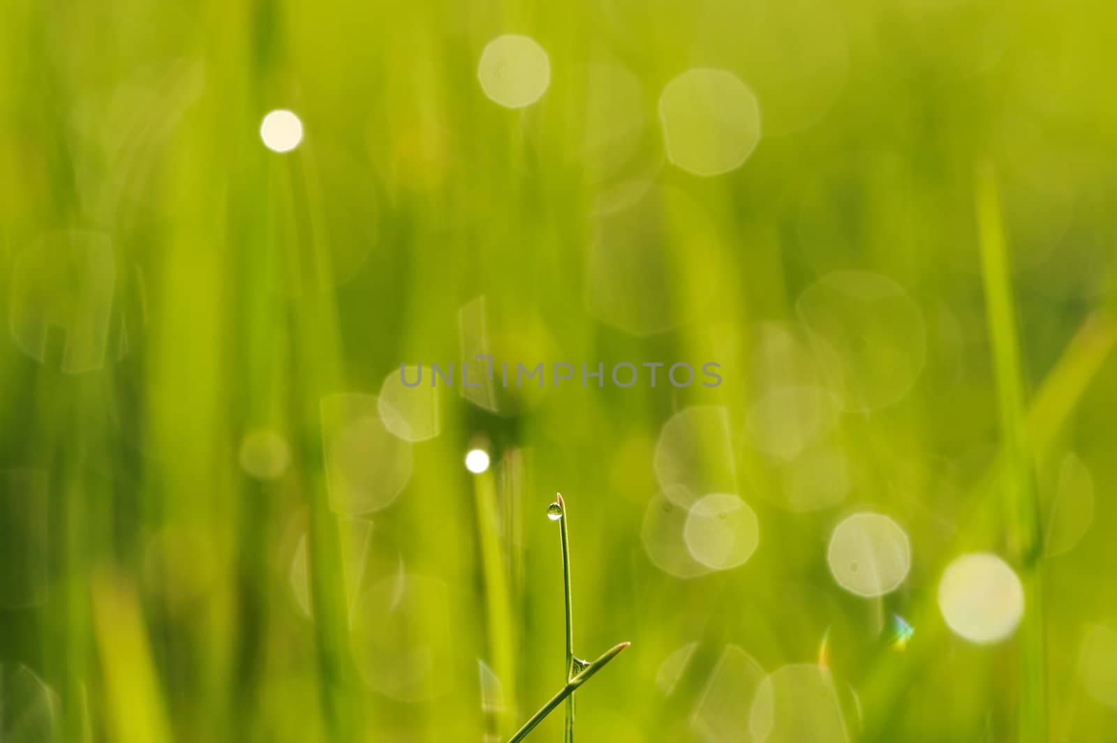 Morning grass with dew drops