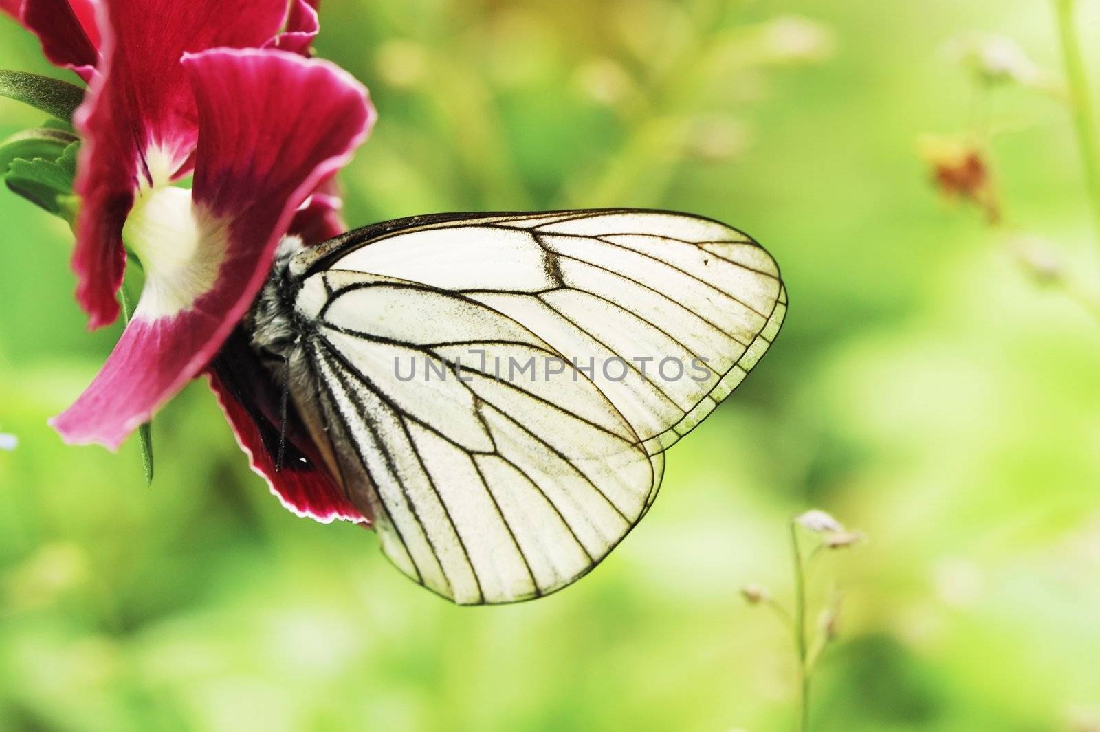Butterfly on a flower