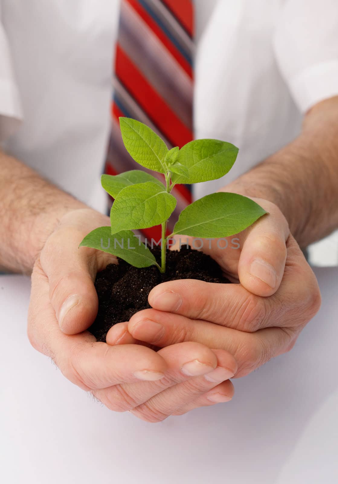 Close-up of a businessman's hands cup a green plant.