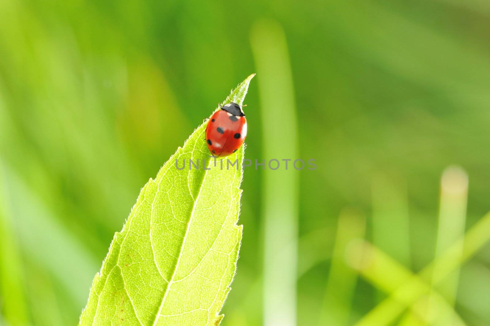 Ladybug on a grass with shallow DOF