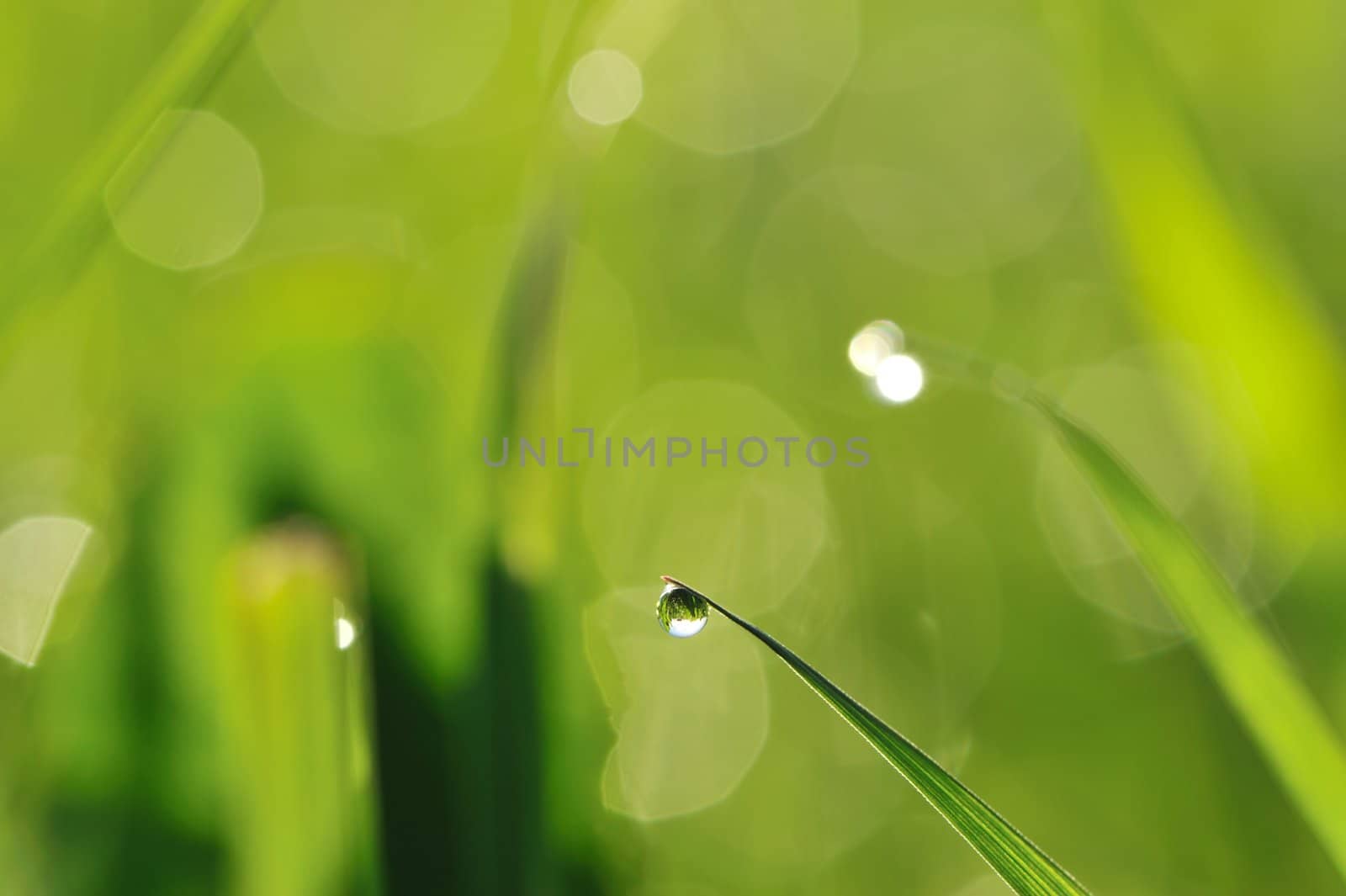 Morning grass with dew drops