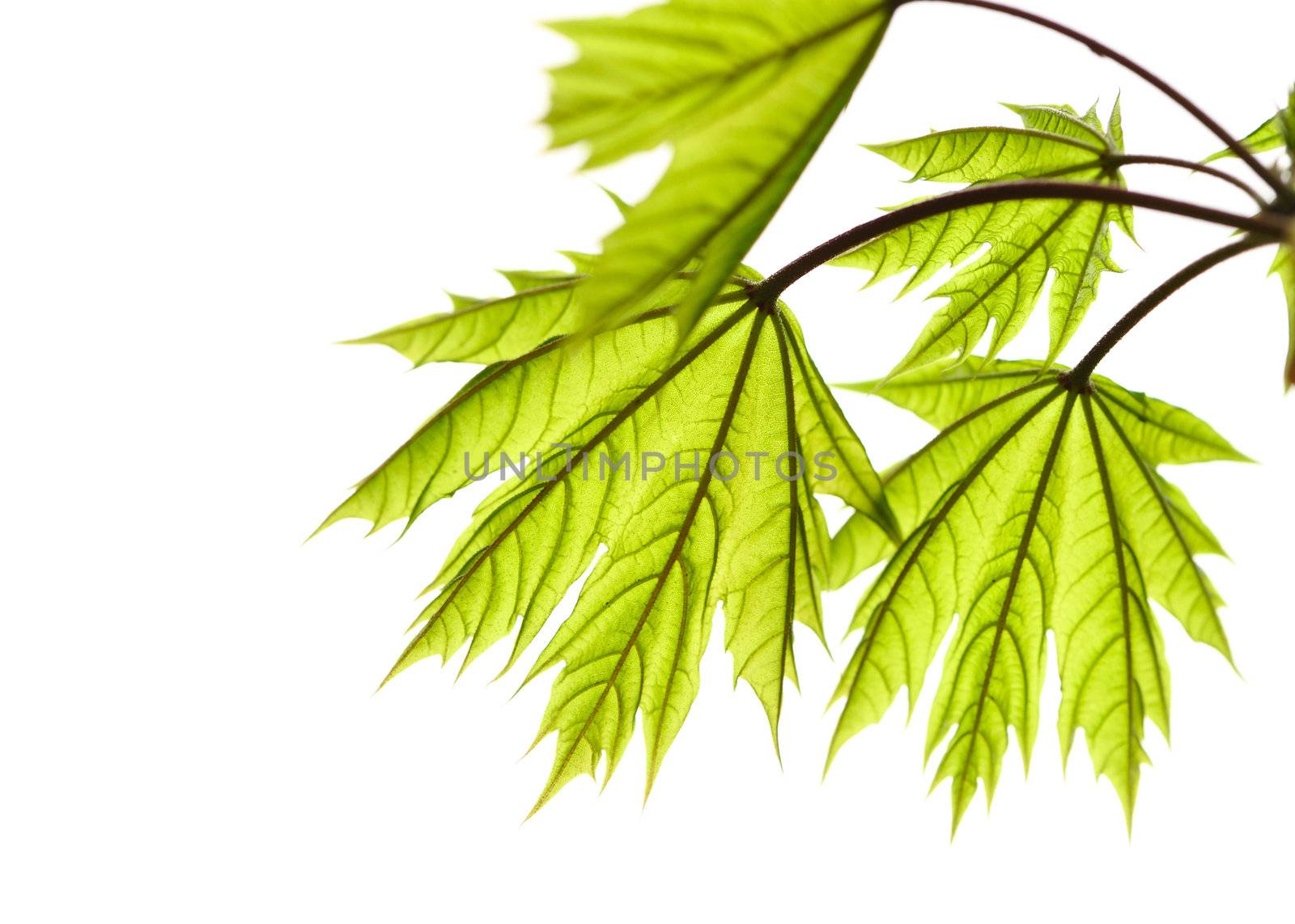 Maple leaves background in sunlight