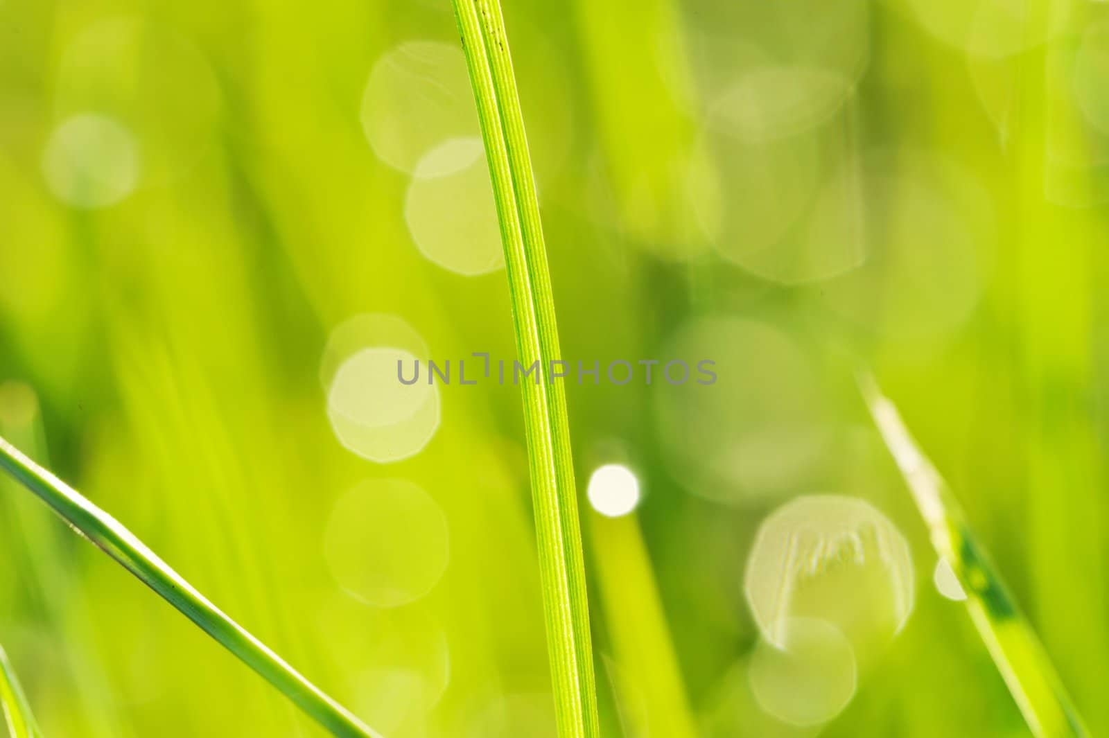 Morning grass with dew drops