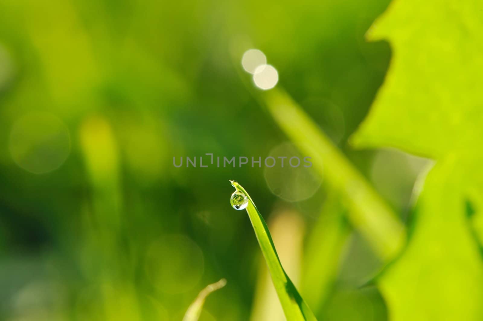 Morning grass with dew drops