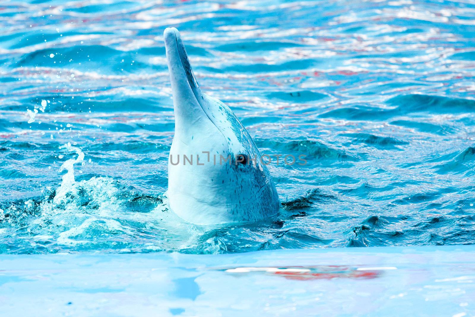 Dolphin show in the park at phuket province, thailand.