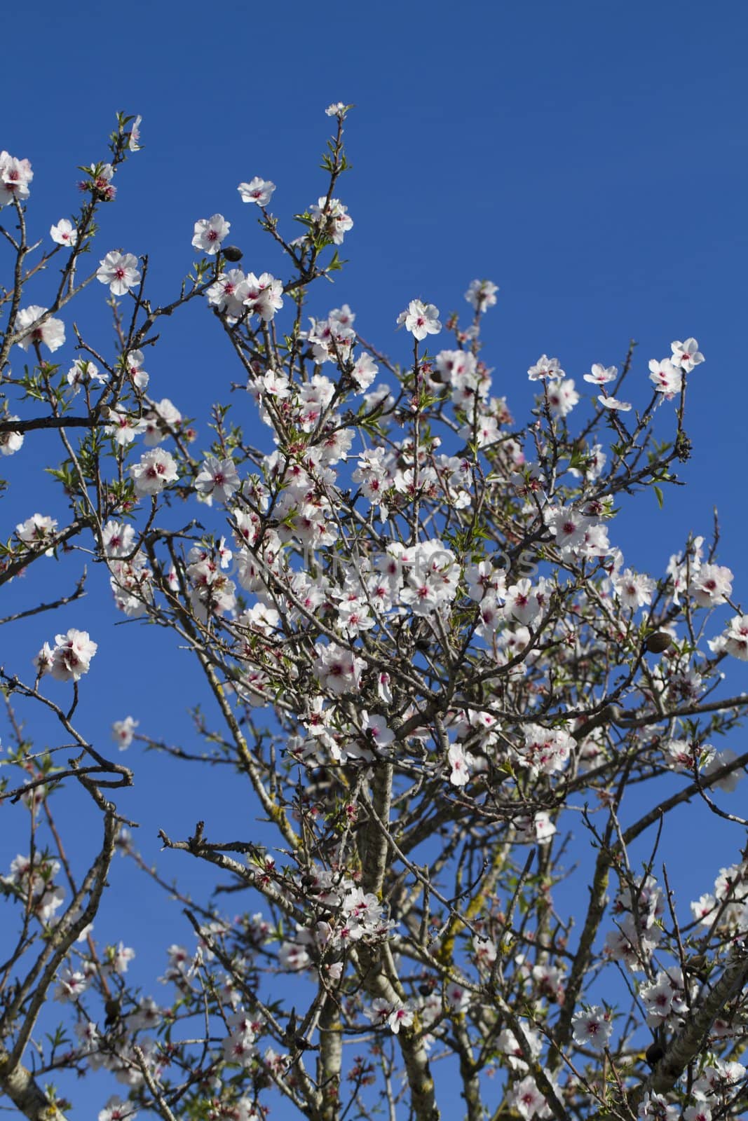 Close view detail of almond tree blossoms in the nature.