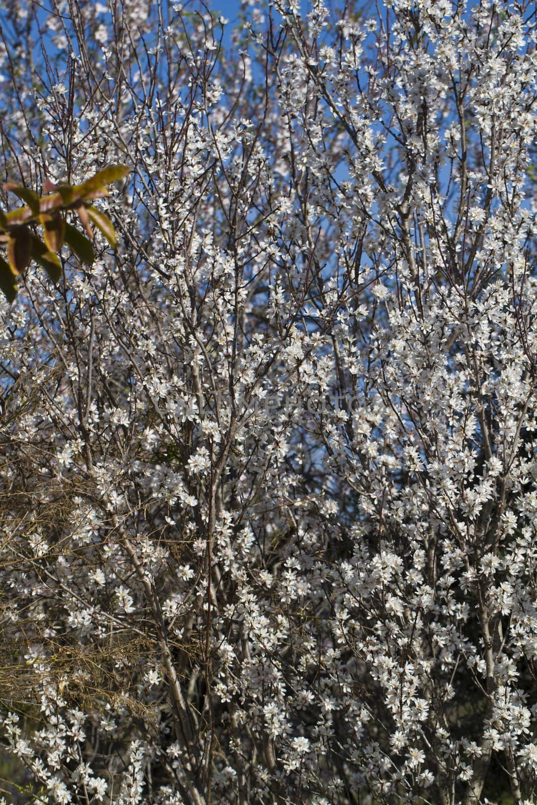 Close view detail of almond tree blossoms in the nature.