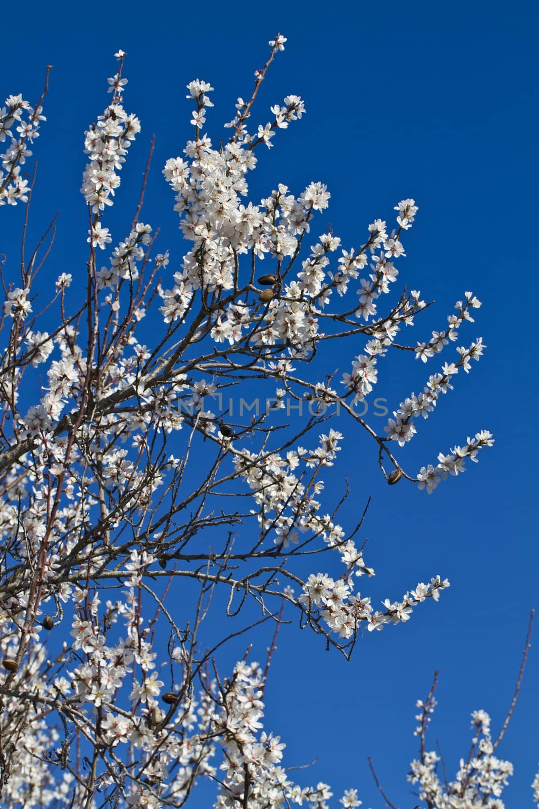 Close view detail of almond tree blossoms in the nature.