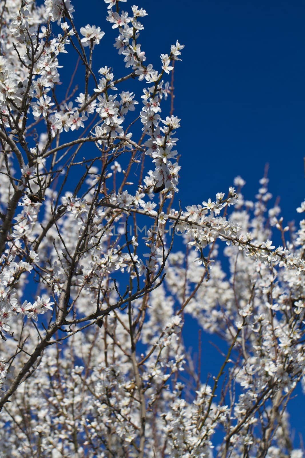 Close view detail of almond tree blossoms in the nature.