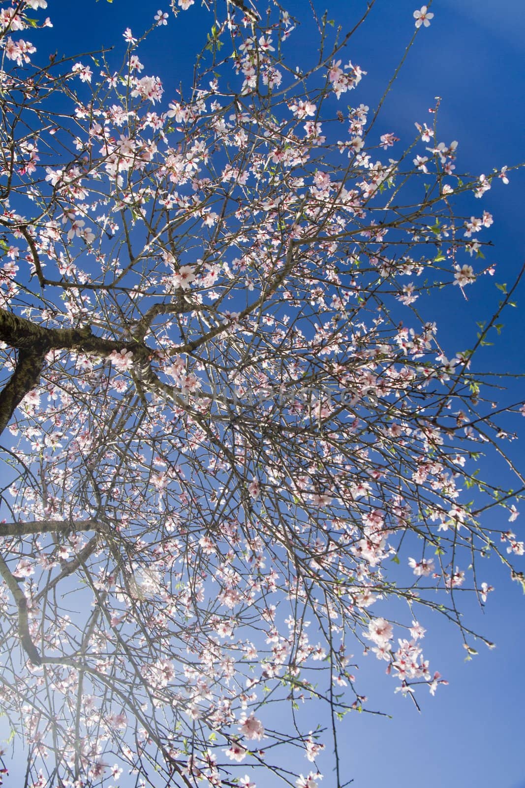 almond tree blossoms by membio