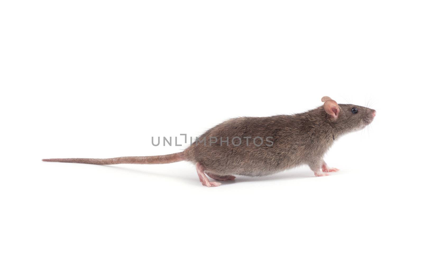 rat isolated on white background