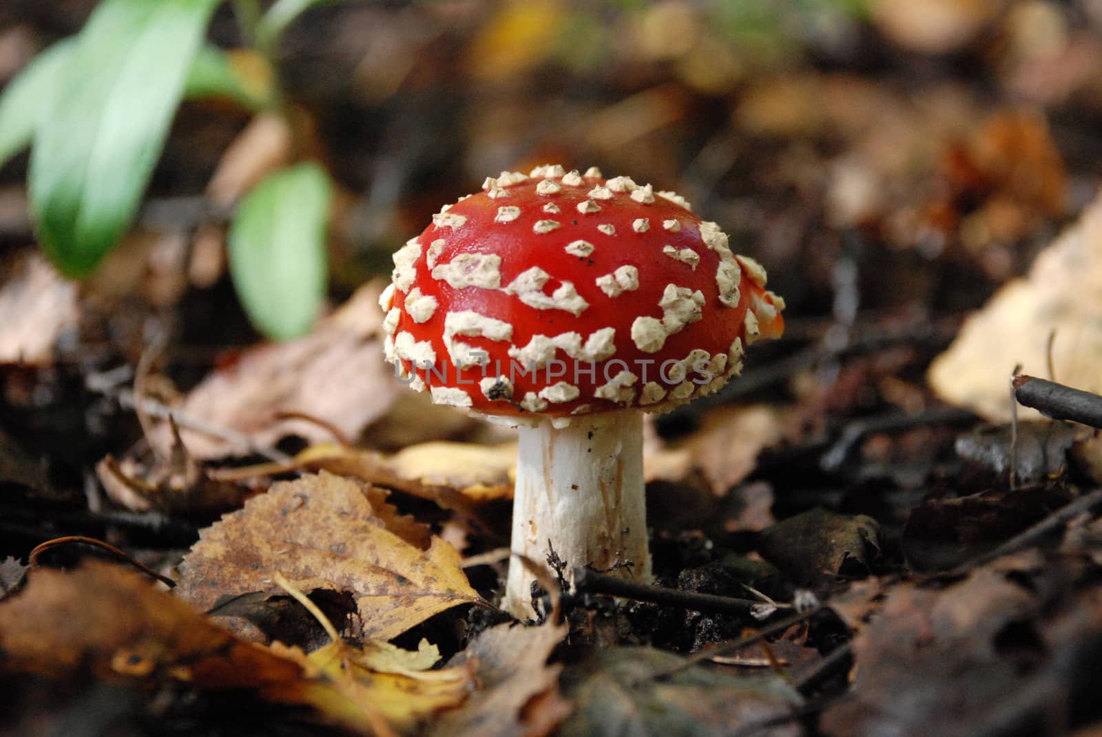 Amanita in forest with leafes, Russia