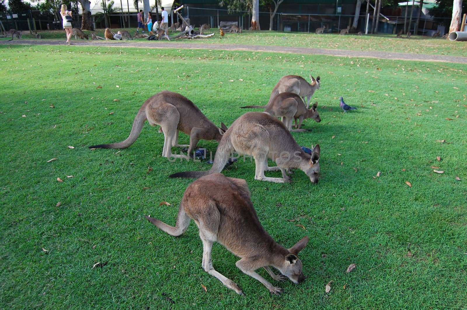 Kangaroos in zoo, Lone Pine Koala Sancuary park, near Brisbane, Australia