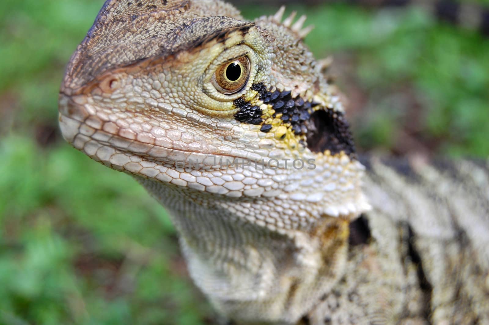 Australian lizard micro shot by danemo