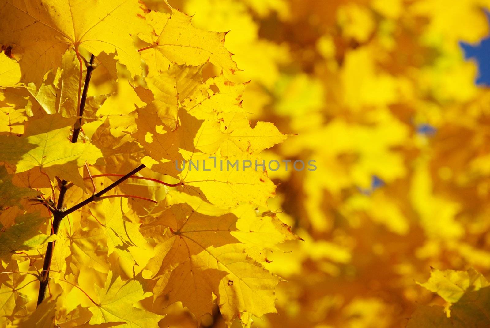 autumn leaves by Pakhnyushchyy
