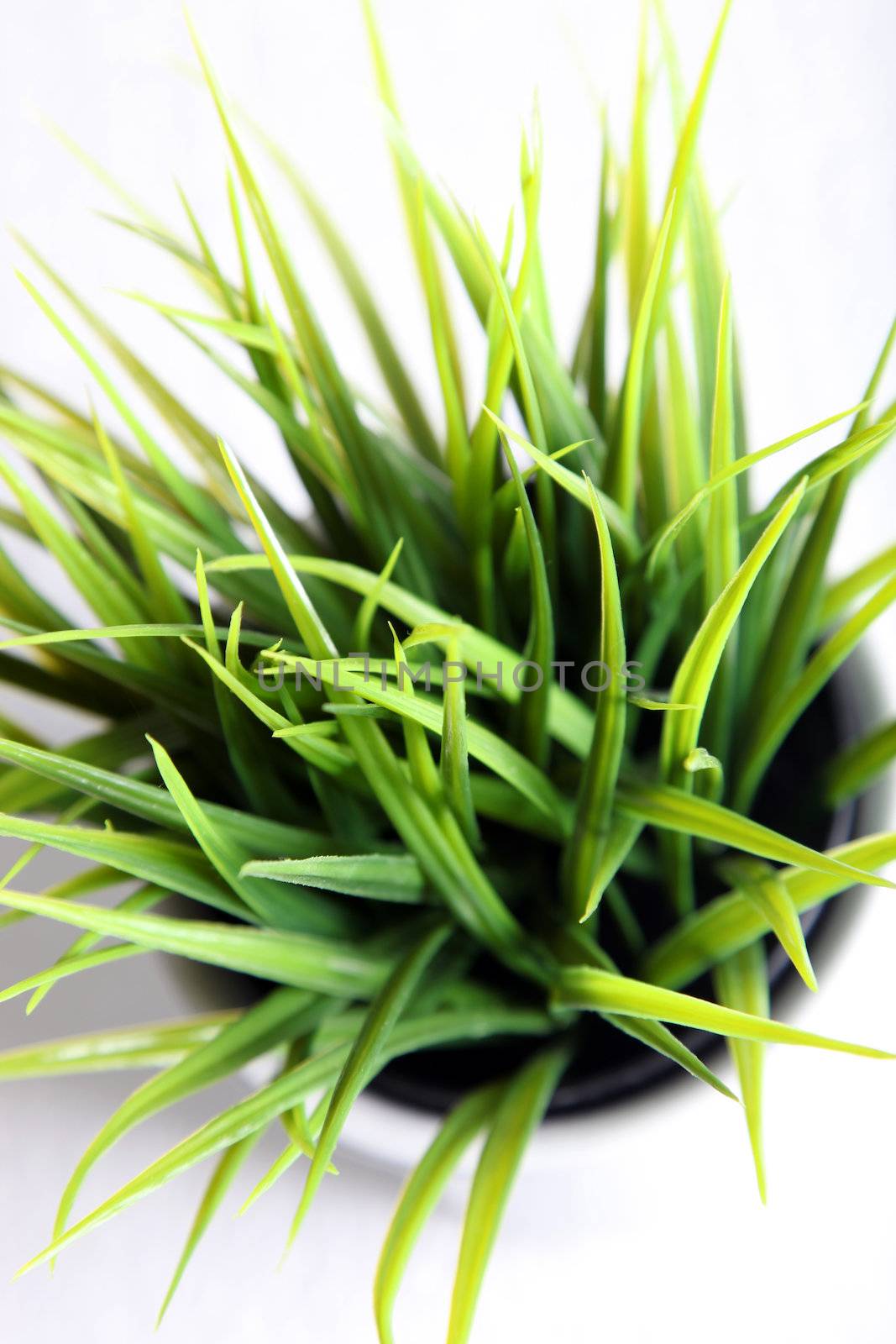Overhead view of healthy fresh green grass growing in a pot against a white studio background Overhead view of healthy fresh green grass growing in a pot against a white studio background