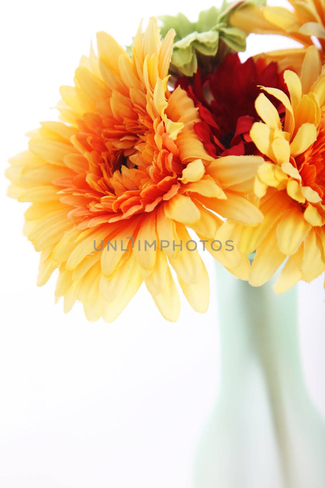 Closeup of ornamental cut orange dahlias in a frosted glass vase isolated on a white background 