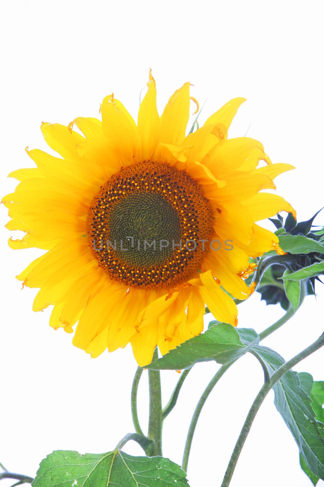 Single bright yellow sunflower showing the spiral arrangement of the disc florets with leaves isolated on a white background Single bright yellow sunflower with leaves isolated on a white background 