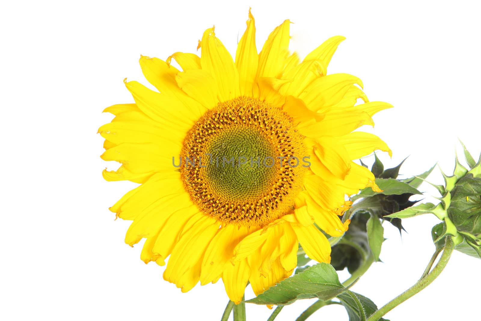 Large yellow sunflower Large yellow sunflower  by Farina6000