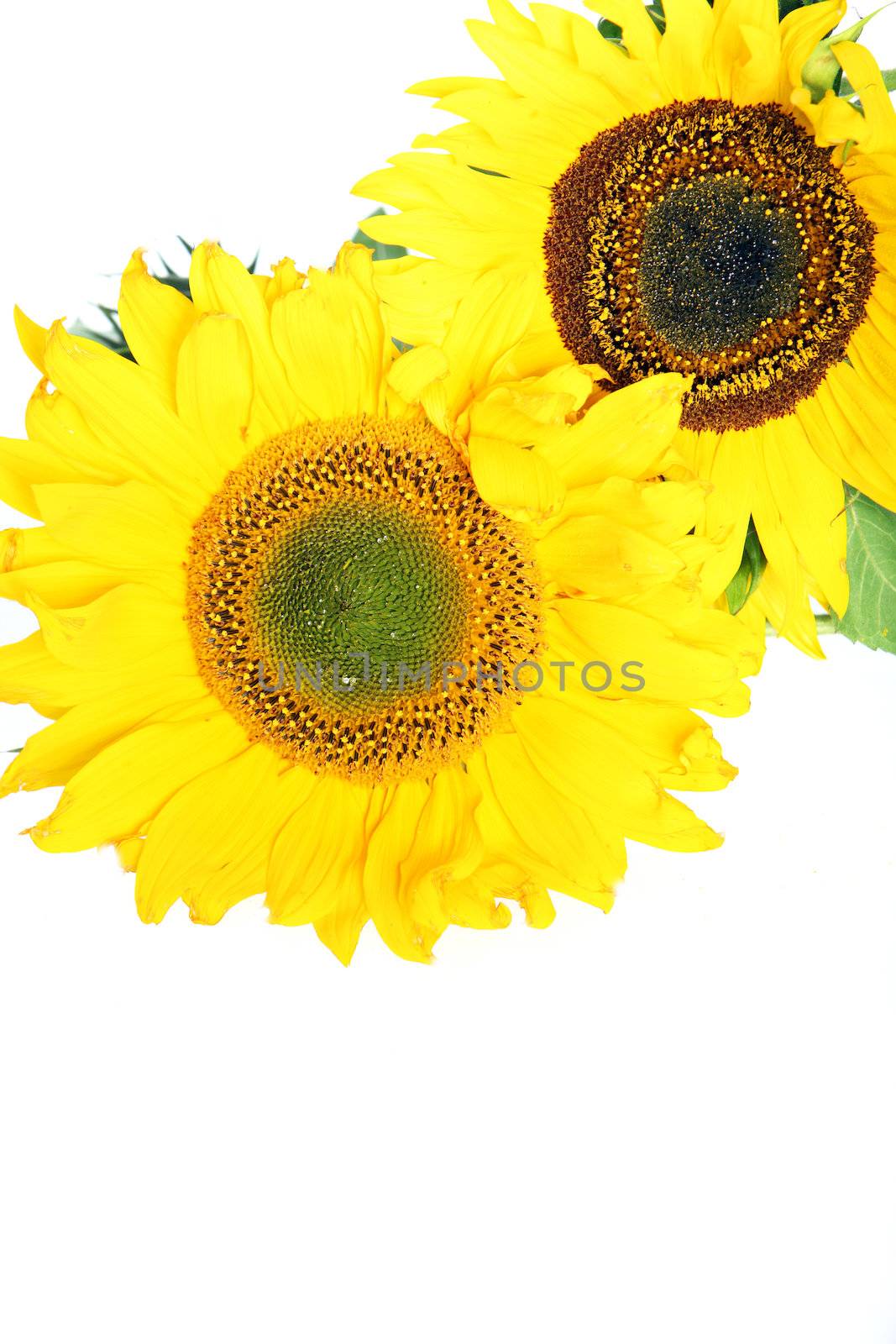 Twp bright colourful yellow sunflowers showing the spiral pattern of the florets on th disc isolated on white with copyspace 