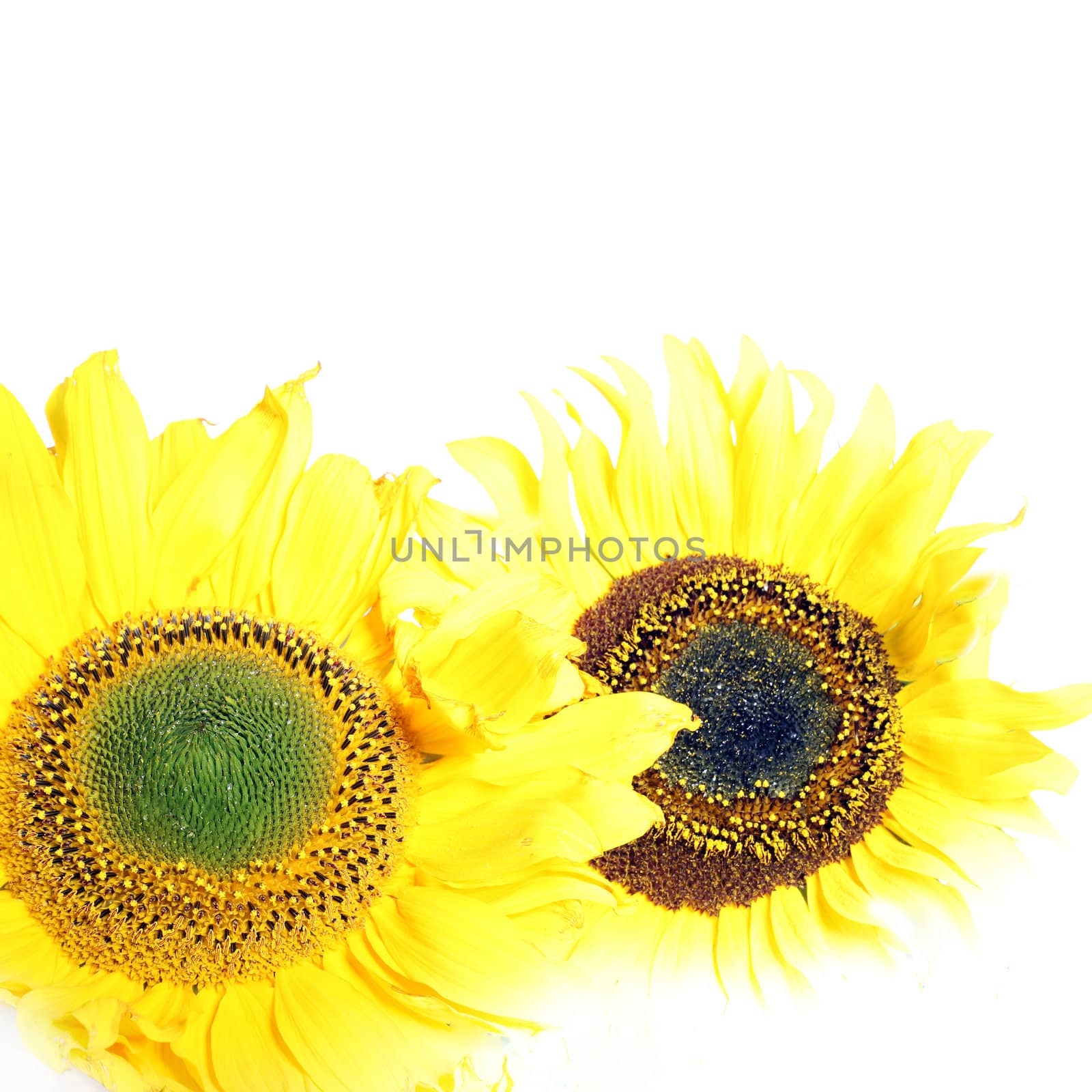 Two cheerful yellow sunflowers  by Farina6000