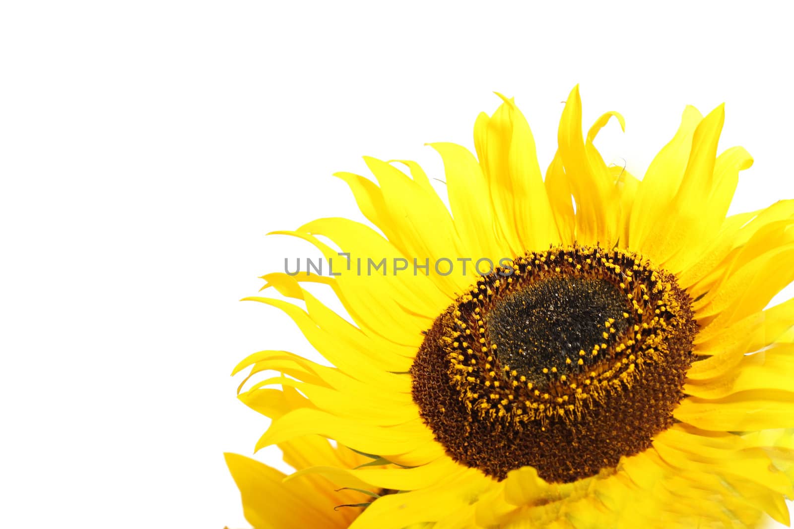 Closeup of a sunflower  by Farina6000