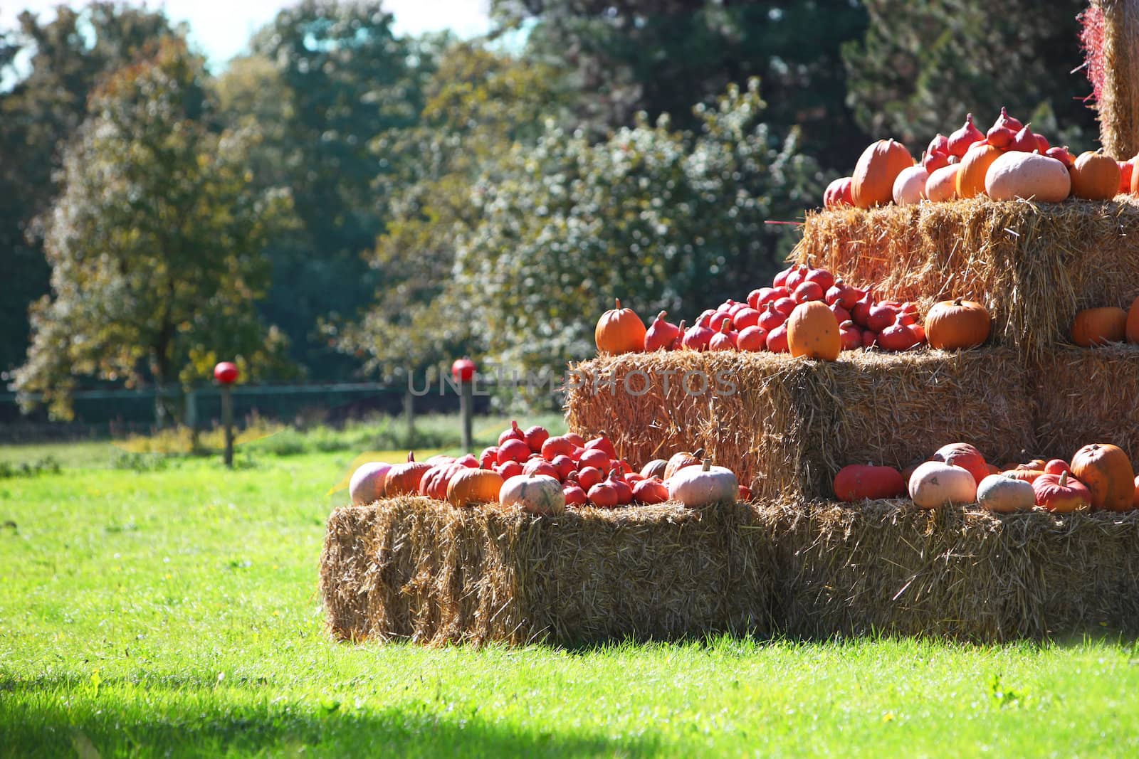 Display of autumn produce at farmers market  by Farina6000