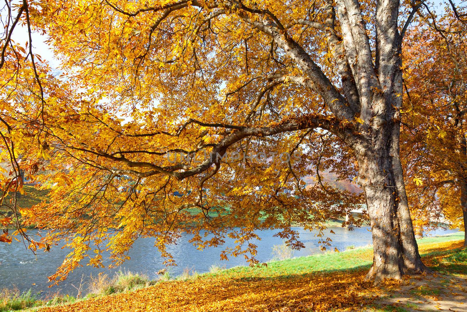 fall leaves trees by motorolka