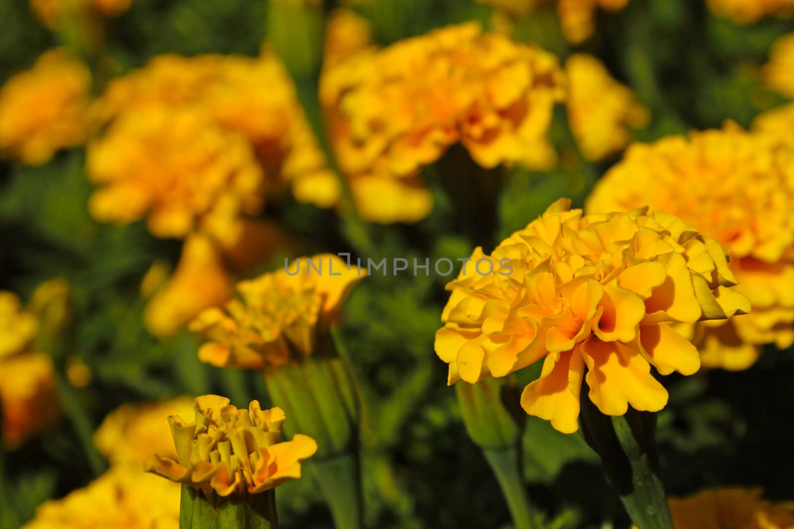 Orange and yellow marigold flower