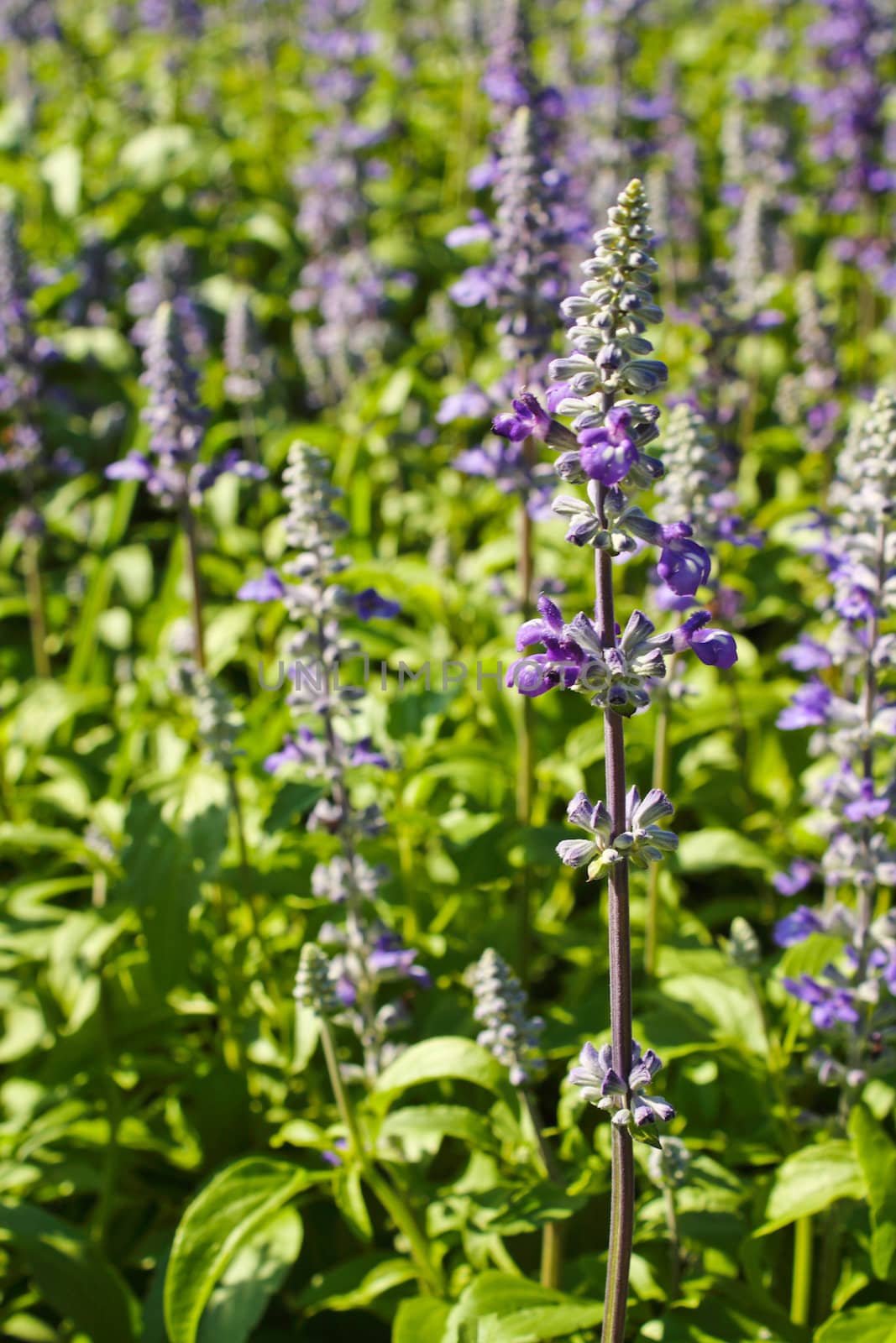 Purple flowers on field background