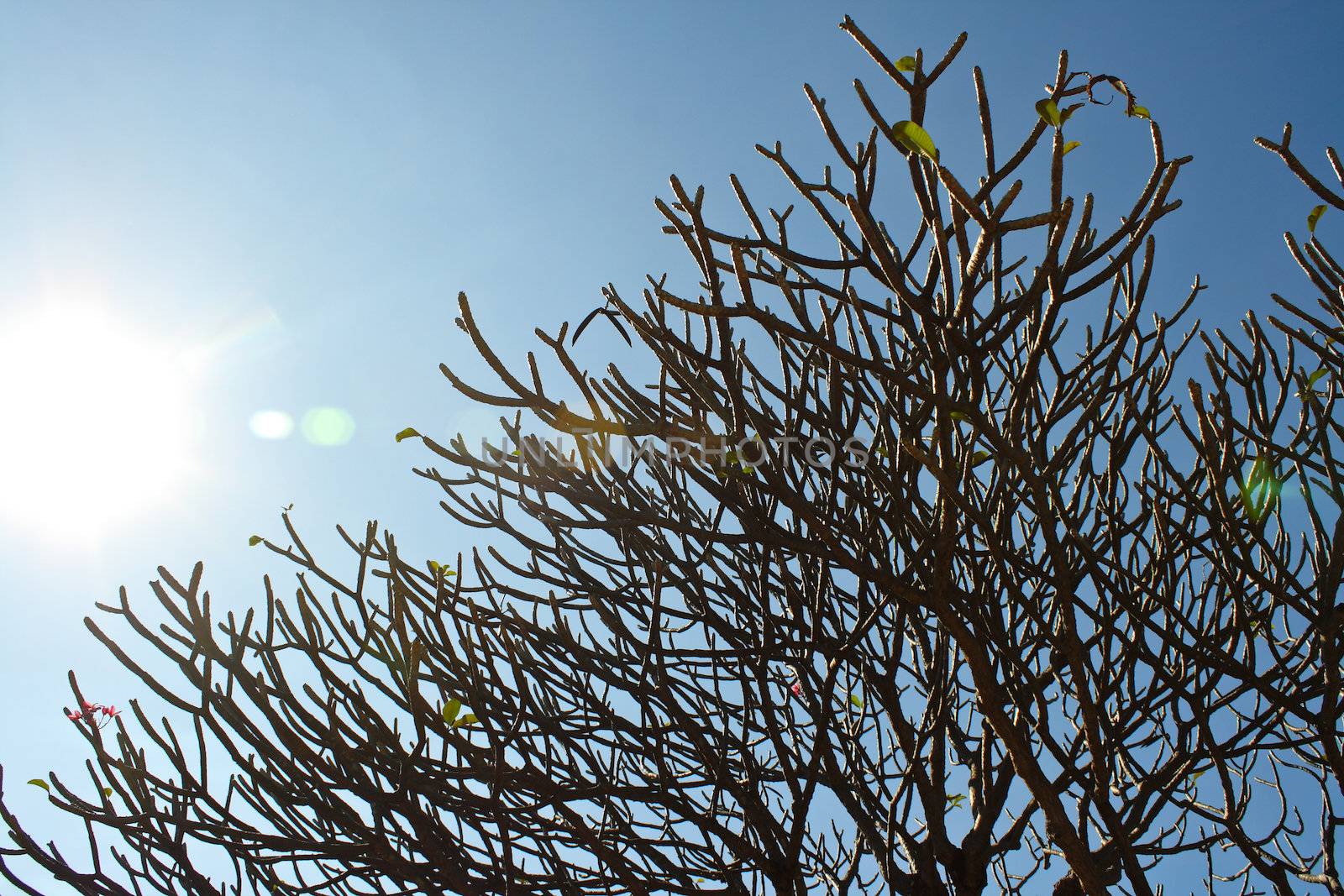 Plumeria tree on blue sky