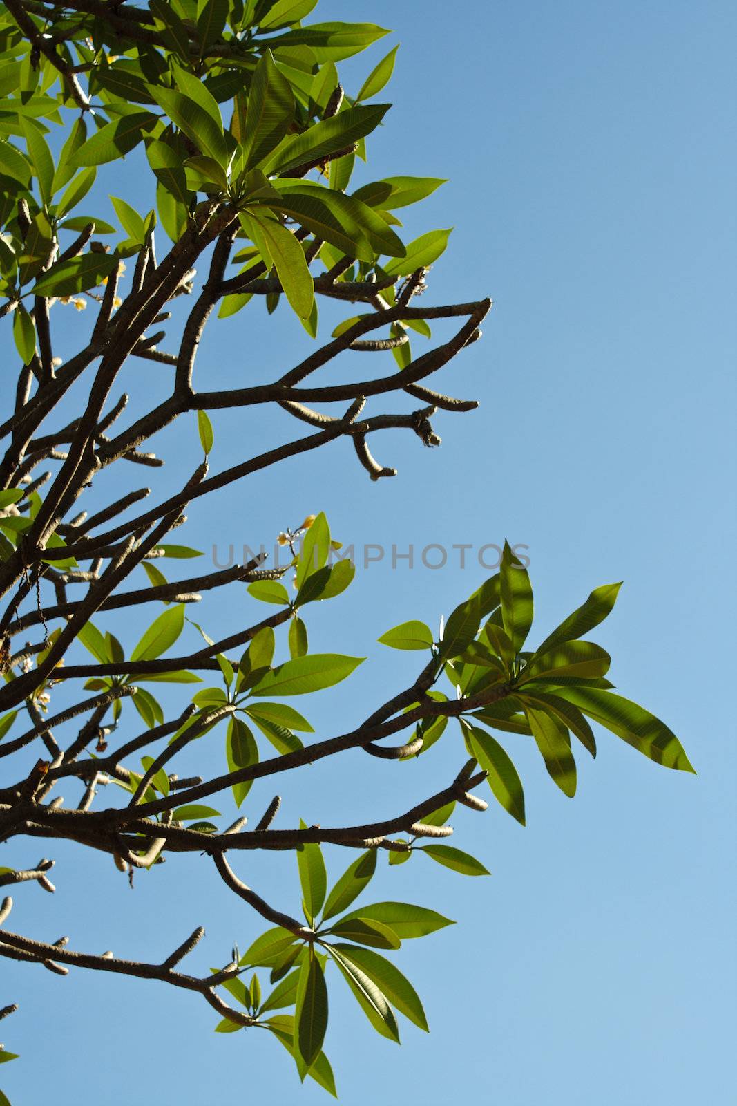 Plumeria tree on blue sky