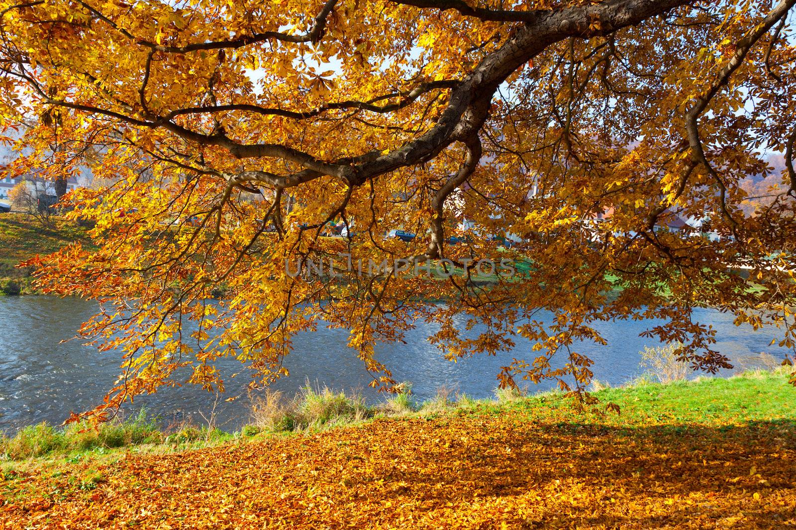 fall leaves trees by motorolka