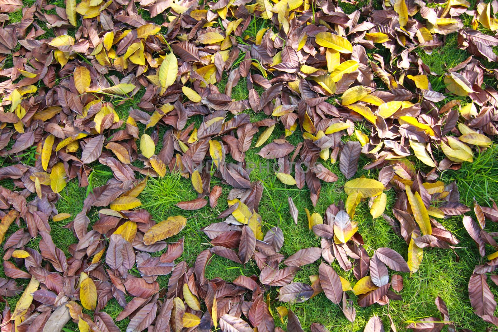 Leaf on green grass with background