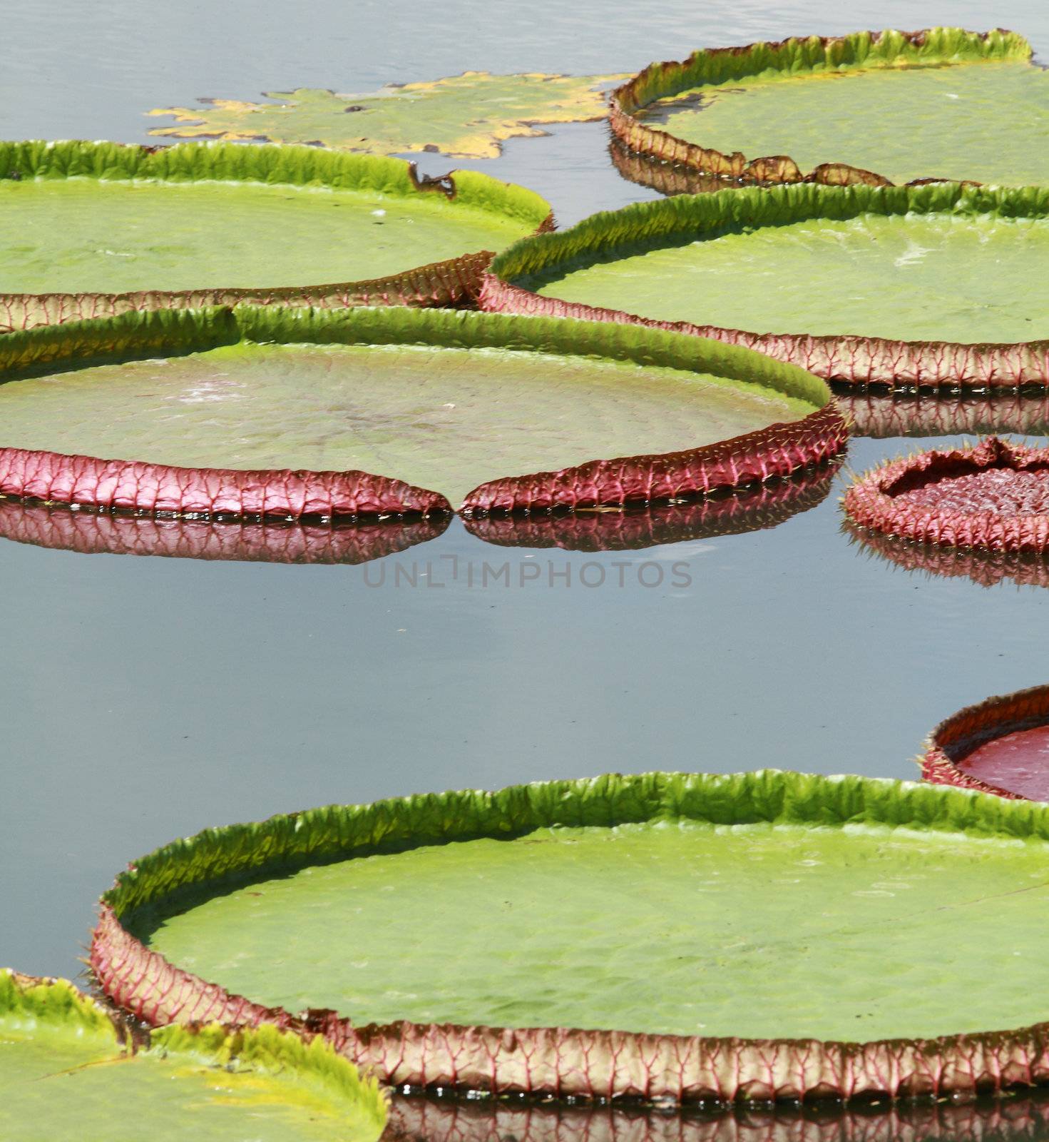 Royal water lily in pond