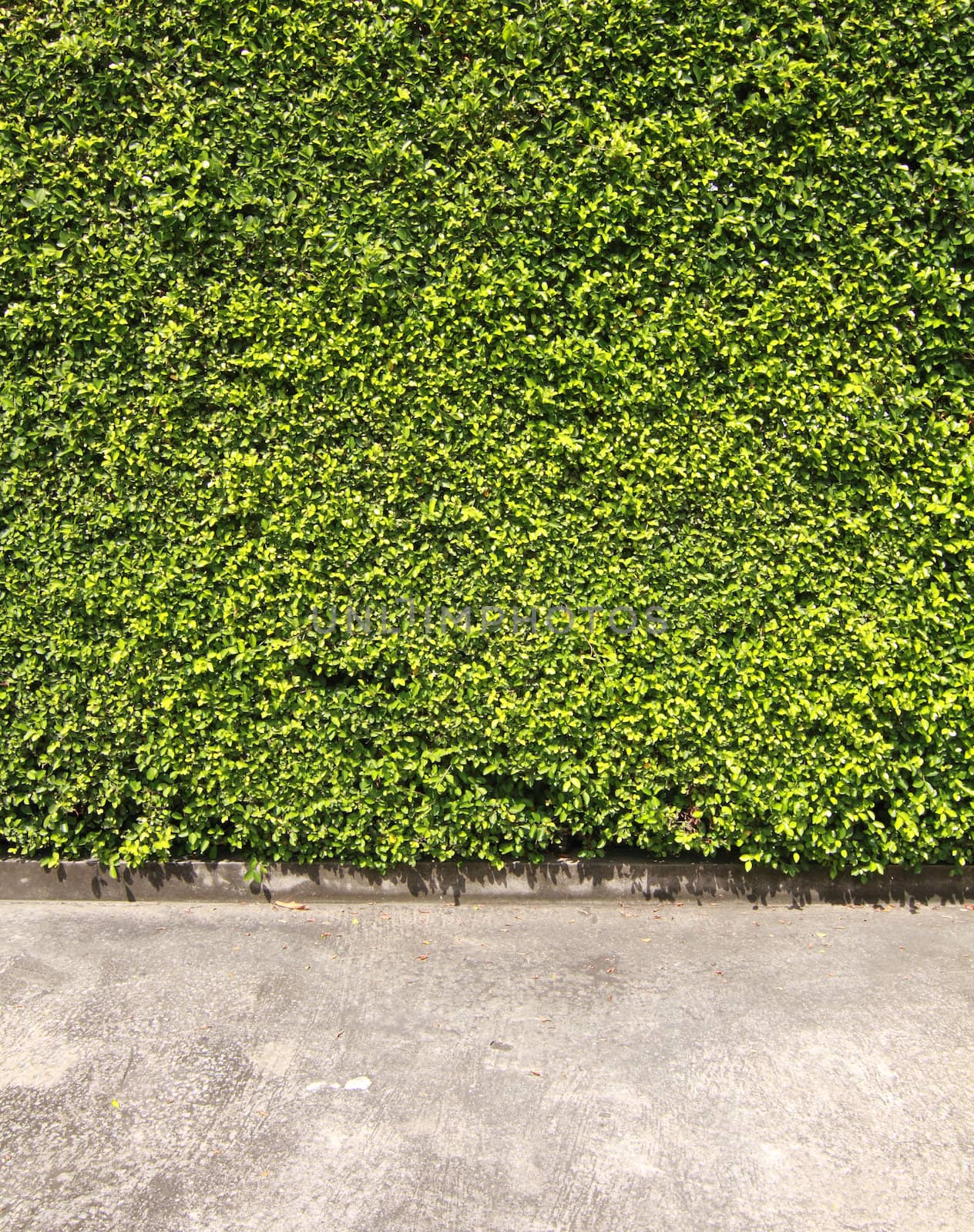 Green leaves wall by liewluck