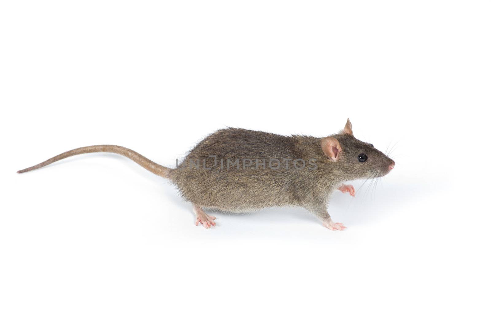 rat isolated on white background