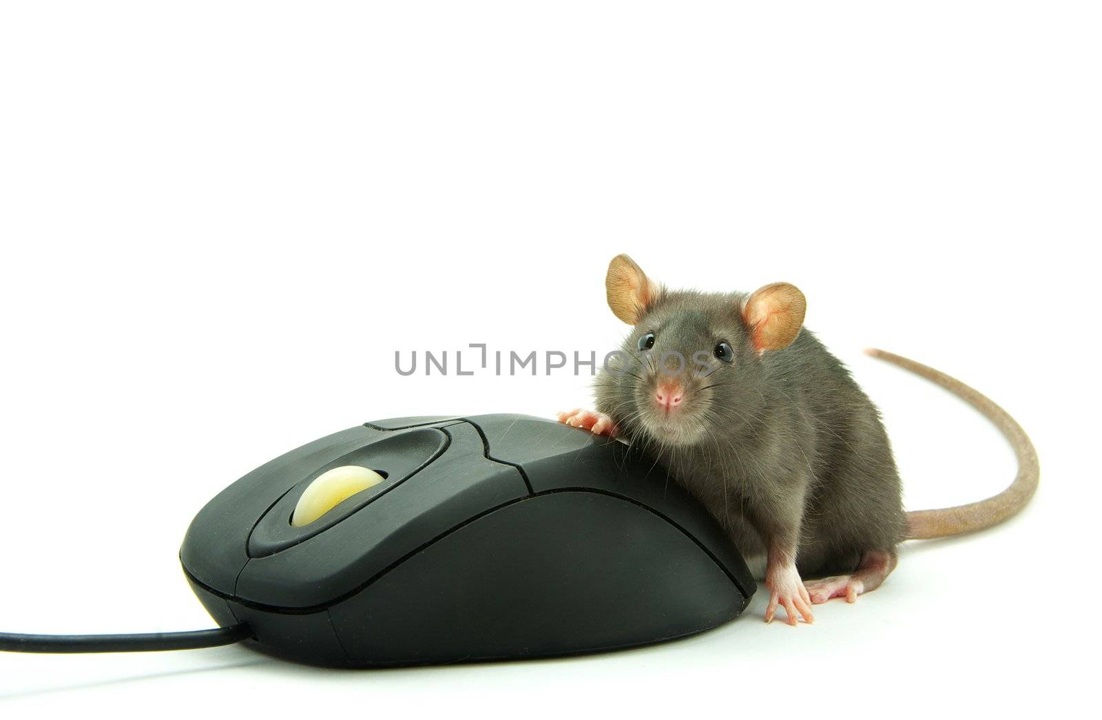 Rat and a computer mouse on white background