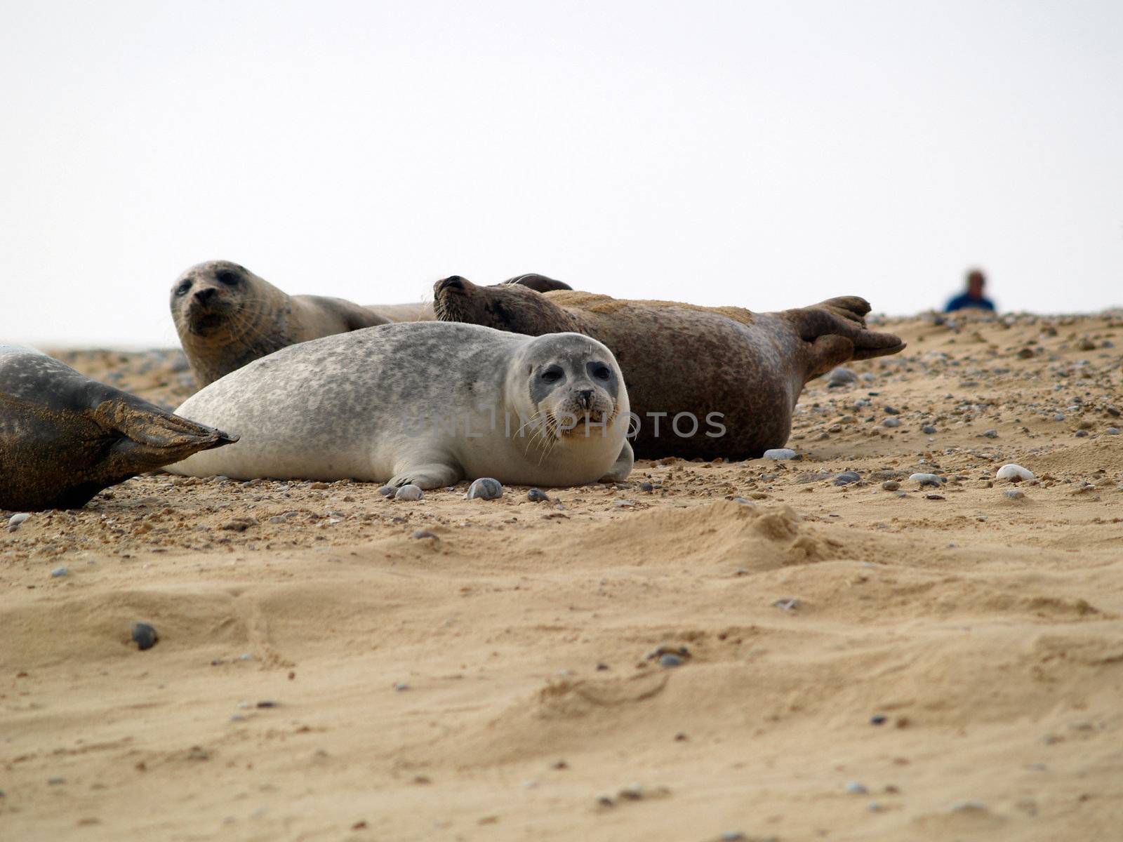 A seal pup on the beach in north norfolk