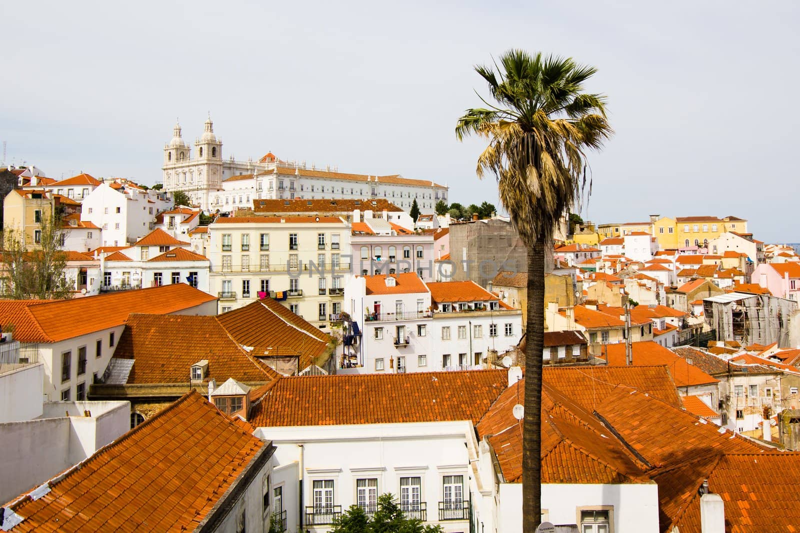 Panorama of ancient city of Lisbon with red roofs, palm in front